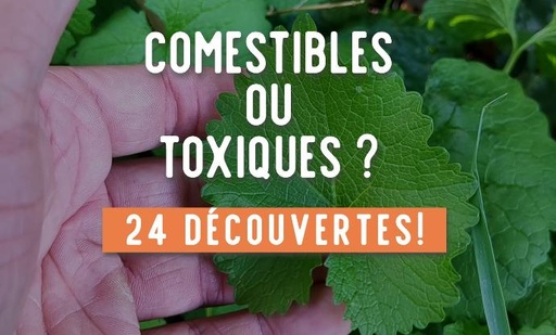 Saveurs Oubliées du 12 Août 2023